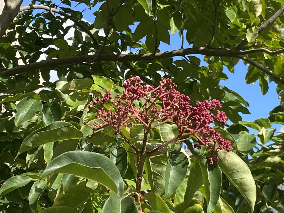 Eduard AJ Groen tweet media