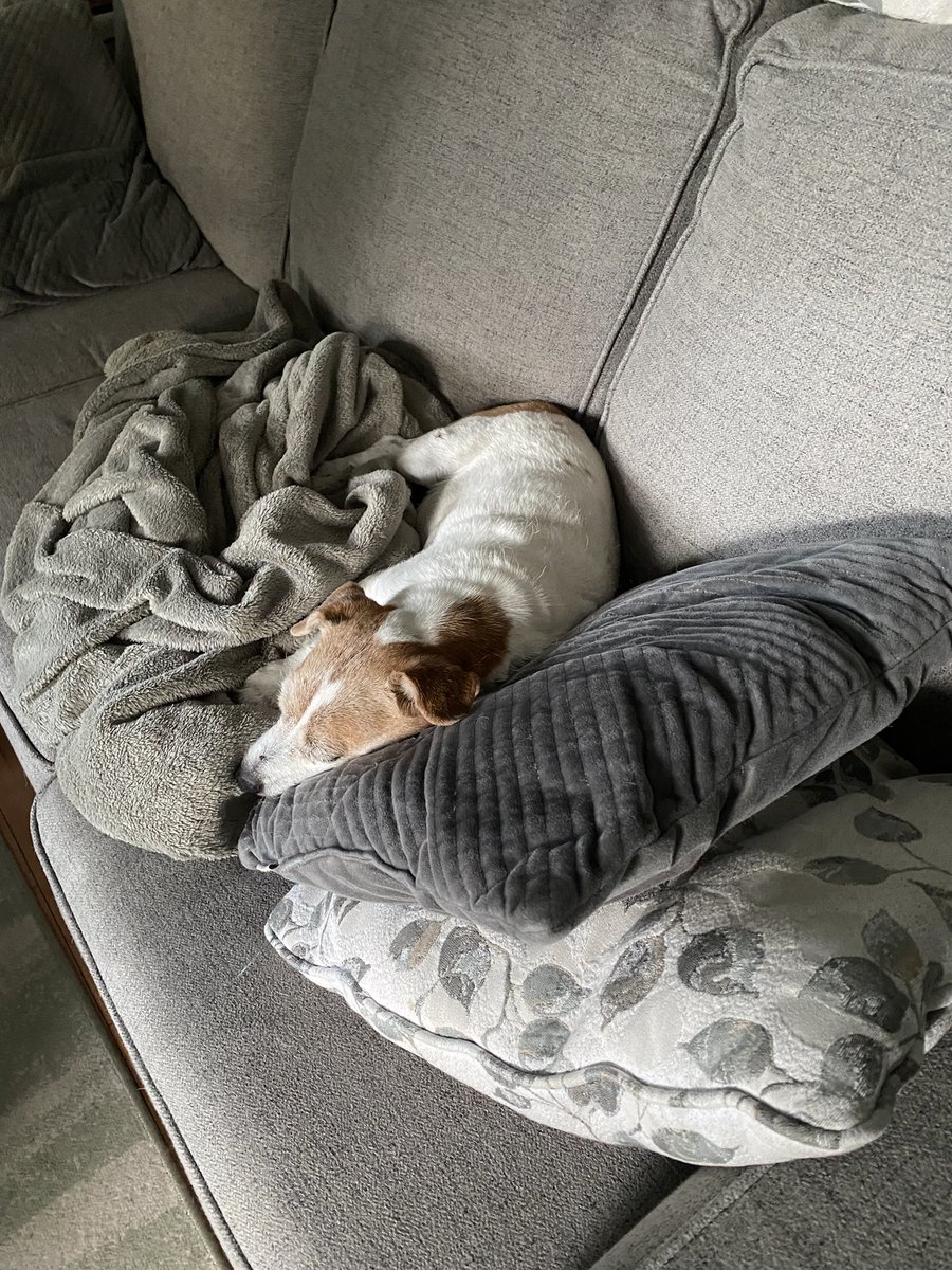 Ugggh Monday. I’m too tired to get up Mum. Leave me alone 🐾♥️ #MondayMood #MondayMorning #MondayVibes #cozy #dogsofX