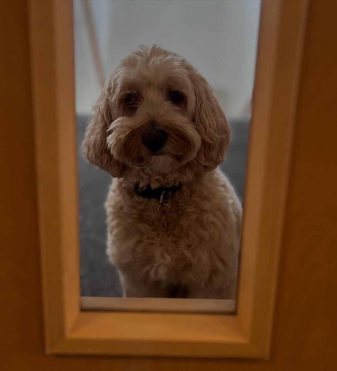 Monday motivation brought to you by Boo 🐾 
Our unofficial Head of snuggles is clocked in offering emotional support to the whole team (in exchange for yummy treats) 
How are your office pets holding up today? 🐶🦴 #mondaymotivation #pawfficelife #deskdog #teamsupport