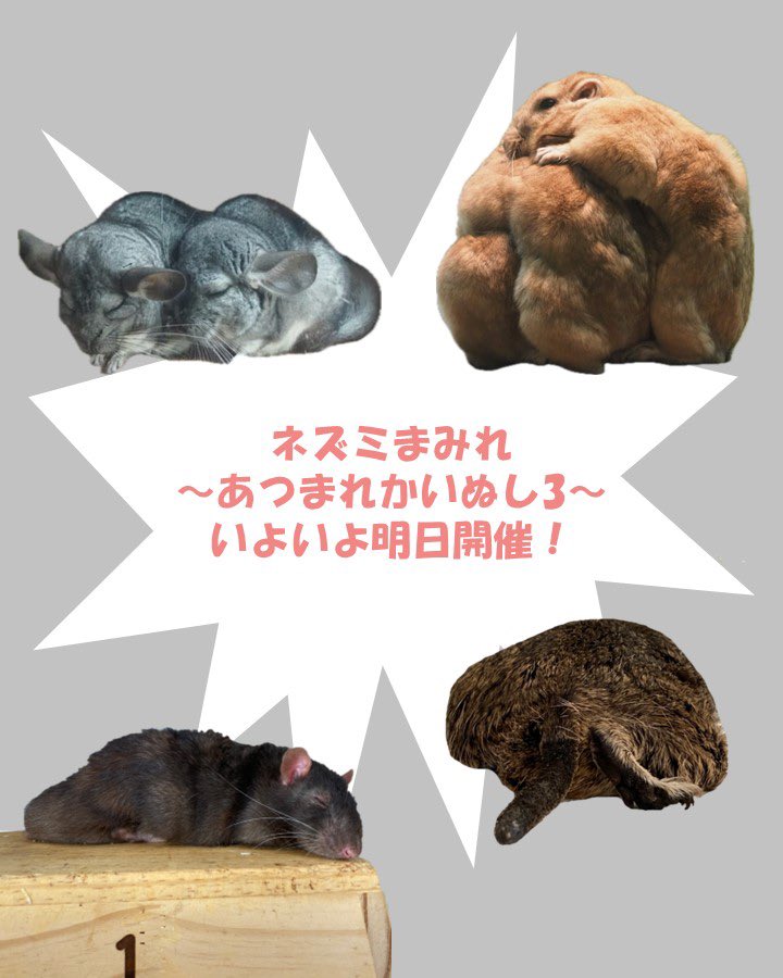 げっ歯目の飼い主が集まるオフ会イベント「ネズミまみれ〜あつまれかいぬし3〜」、いよいよ明日！明日朝まで予約を受け付けます。参加する皆さん、靴下をお忘れなく！あと、協賛品もあるので、バッグにゆとりを！　#ネズミまみれ