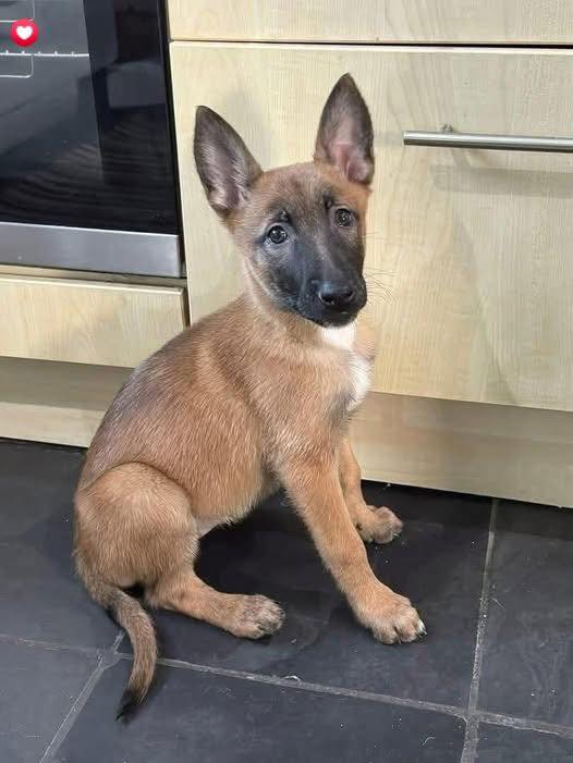 𝕏 Dogs tweet media