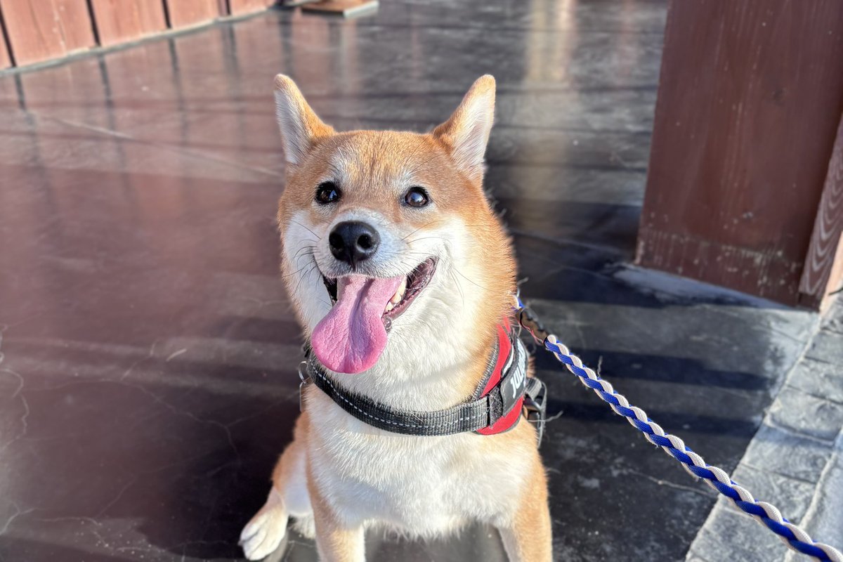 柴犬しばみ (@shibami_) / Posts / X