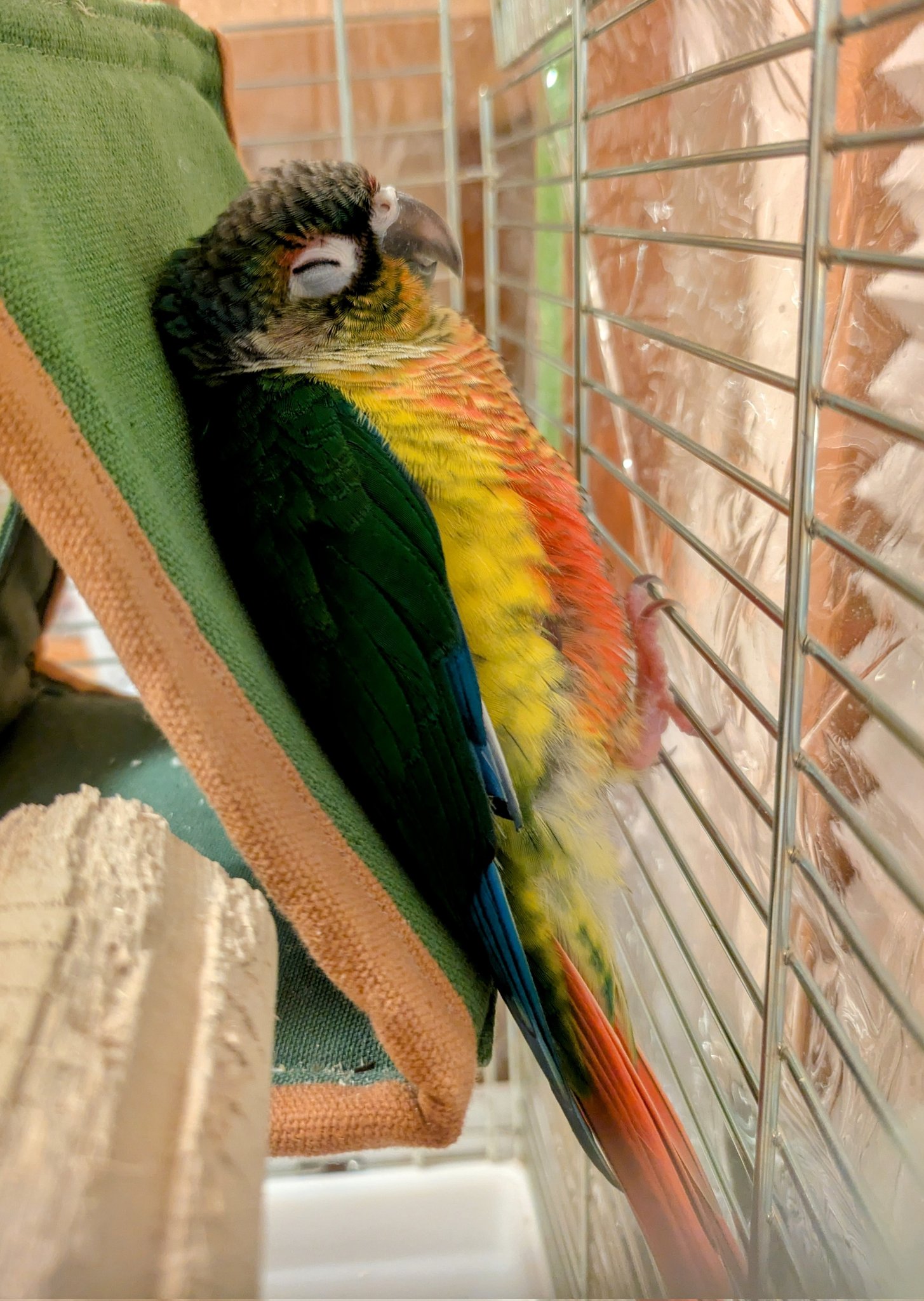 インコ - Search / X