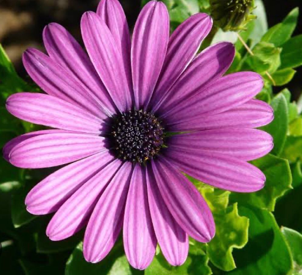 WilsonVitor13's tweet photo. Q A PRIMAVERA PERFUME NOSSA VIDA, COM SOLIDARIEDADE E FRATERNIDADE!! https://t.co/NE2wy4esxl