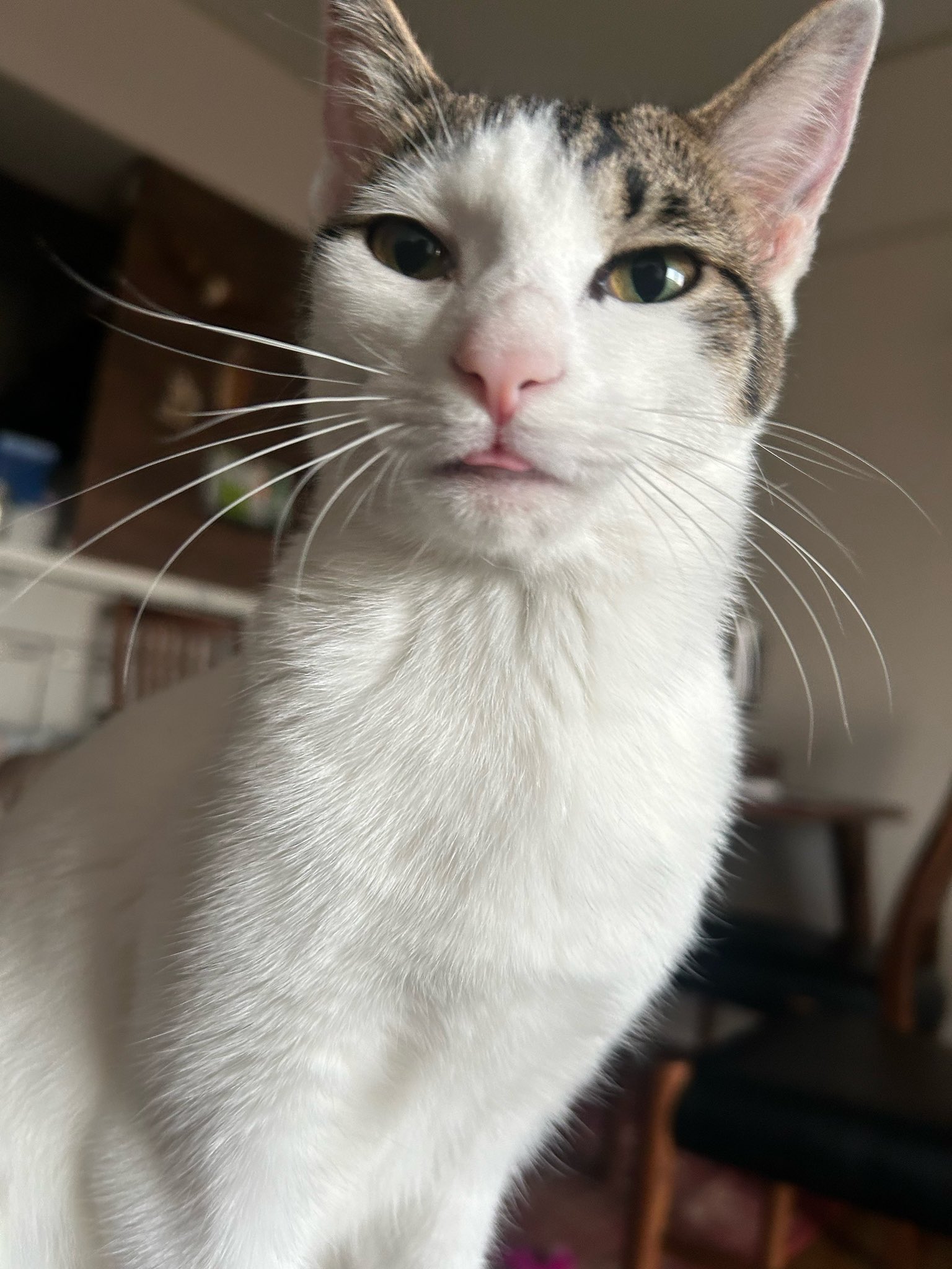 ねこ⭐︎° 🇦🇷 вιαςк ℓσтυѕ נαει //VGEN OPEN COMM on X: 