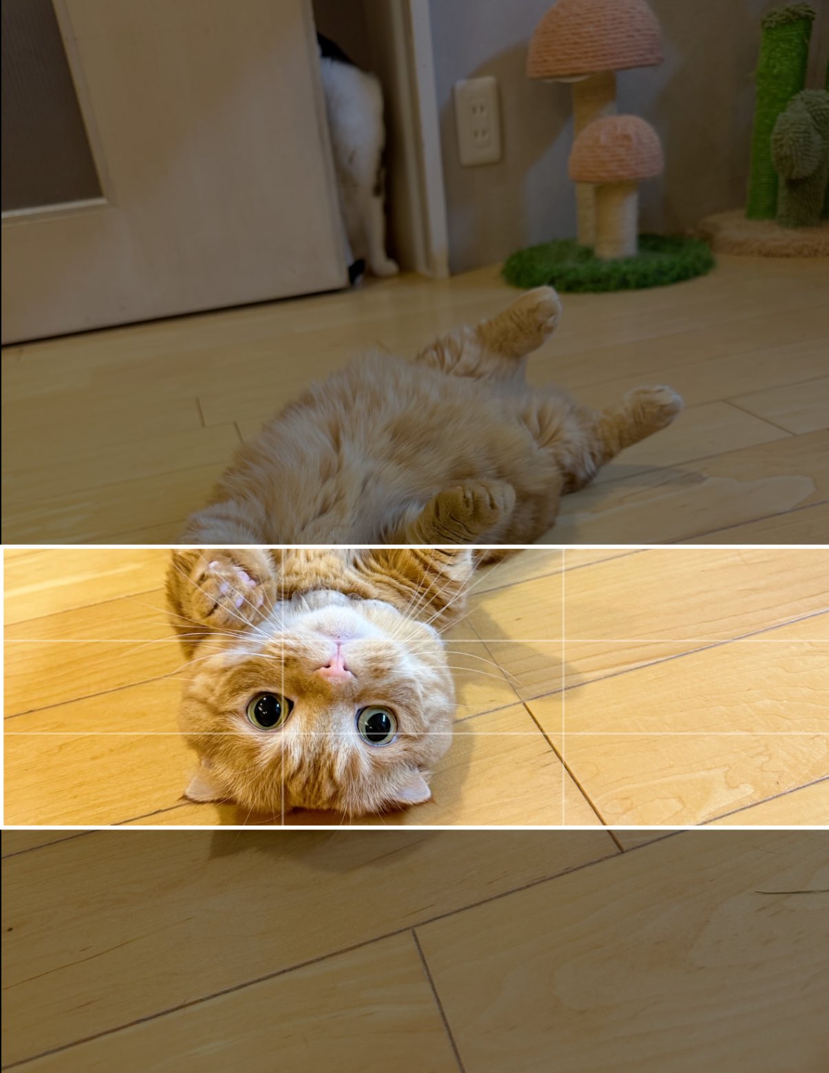 ひなねこ。ページ Amazon.co.jp: はなこ八月七日にひろったこねこ (ポプラちいさな