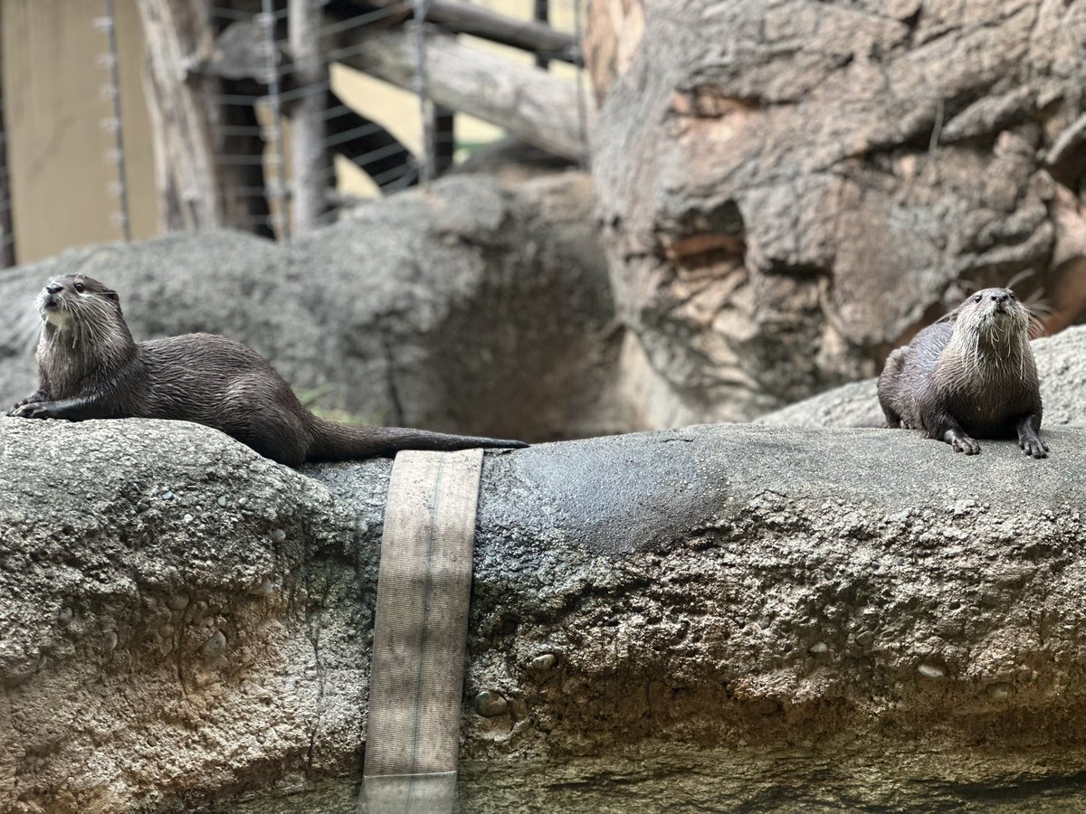 豚カワウソ！ 楽天市場】もちかわうそ Mサイズ : たのしいぬいぐるみの森