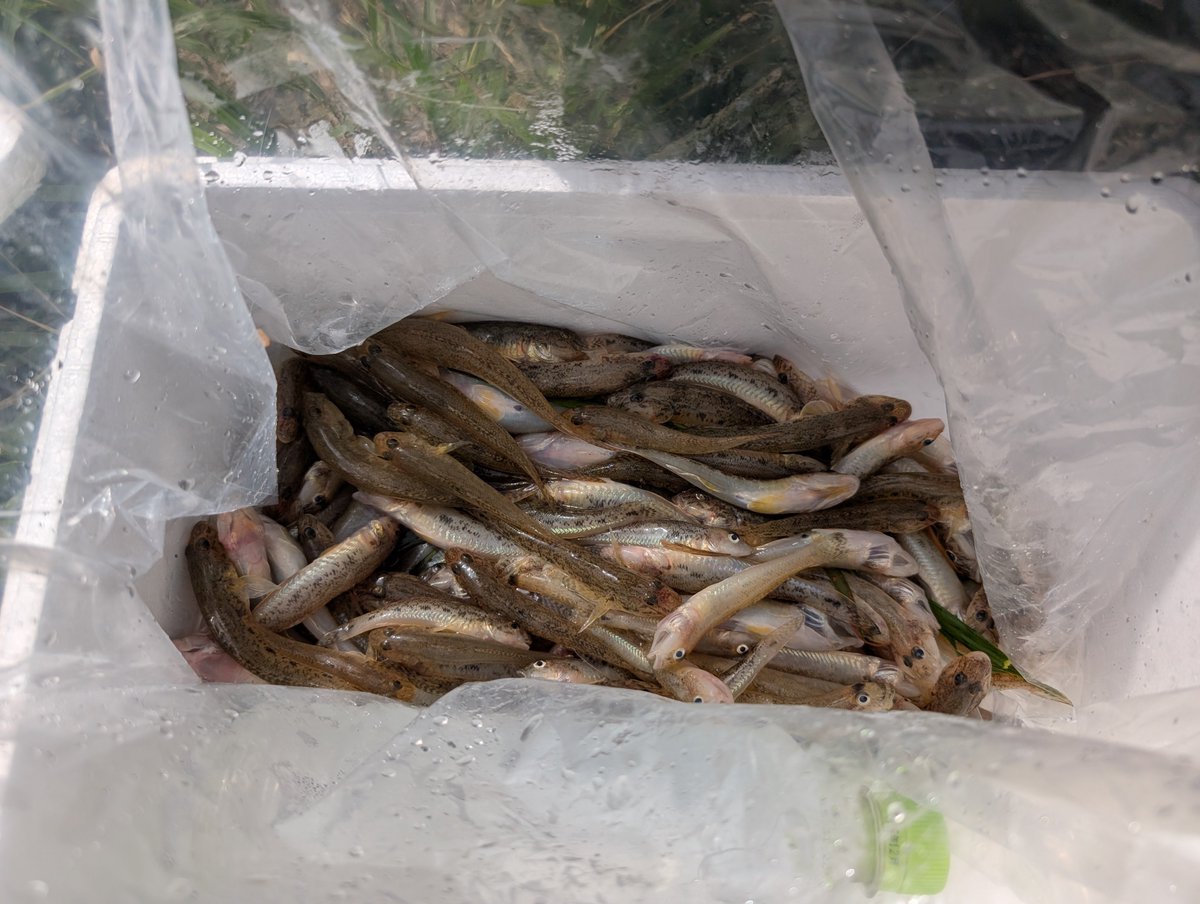 魚を沢山釣りました