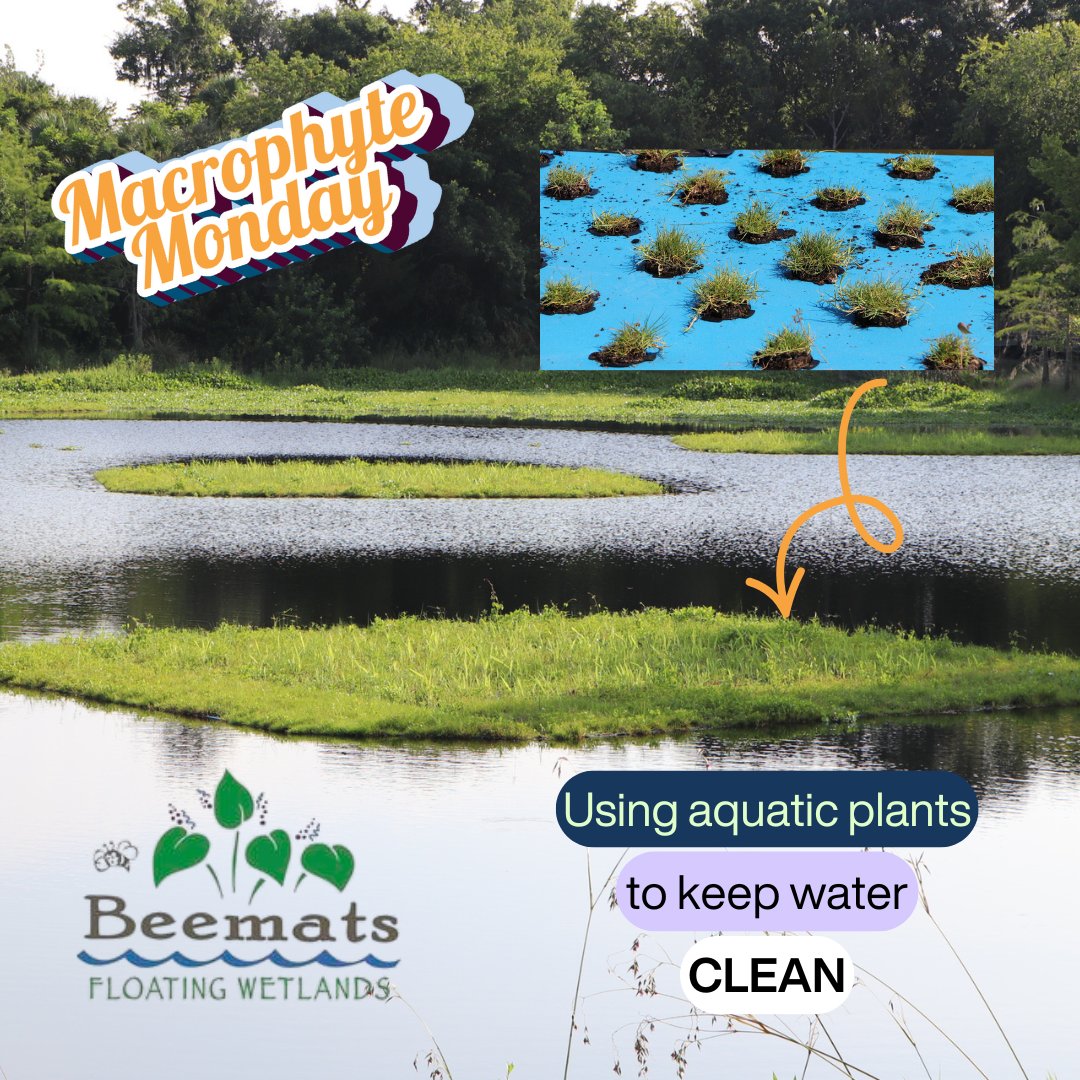 BeematsWetlands's tweet image. 🌿💧 Happy #MacrophyteMonday!!!
Aquatic plants aren’t just pretty ...they’re #water cleaners! 🌊 They absorb &amp;amp; remove #nitrogen &amp;amp; #phosphorus, reducing #pollution &amp;amp; improving #waterquality.

#Beemats #aquaticplants #cleanwater #eutrophication #pollutionprevention #sustainability