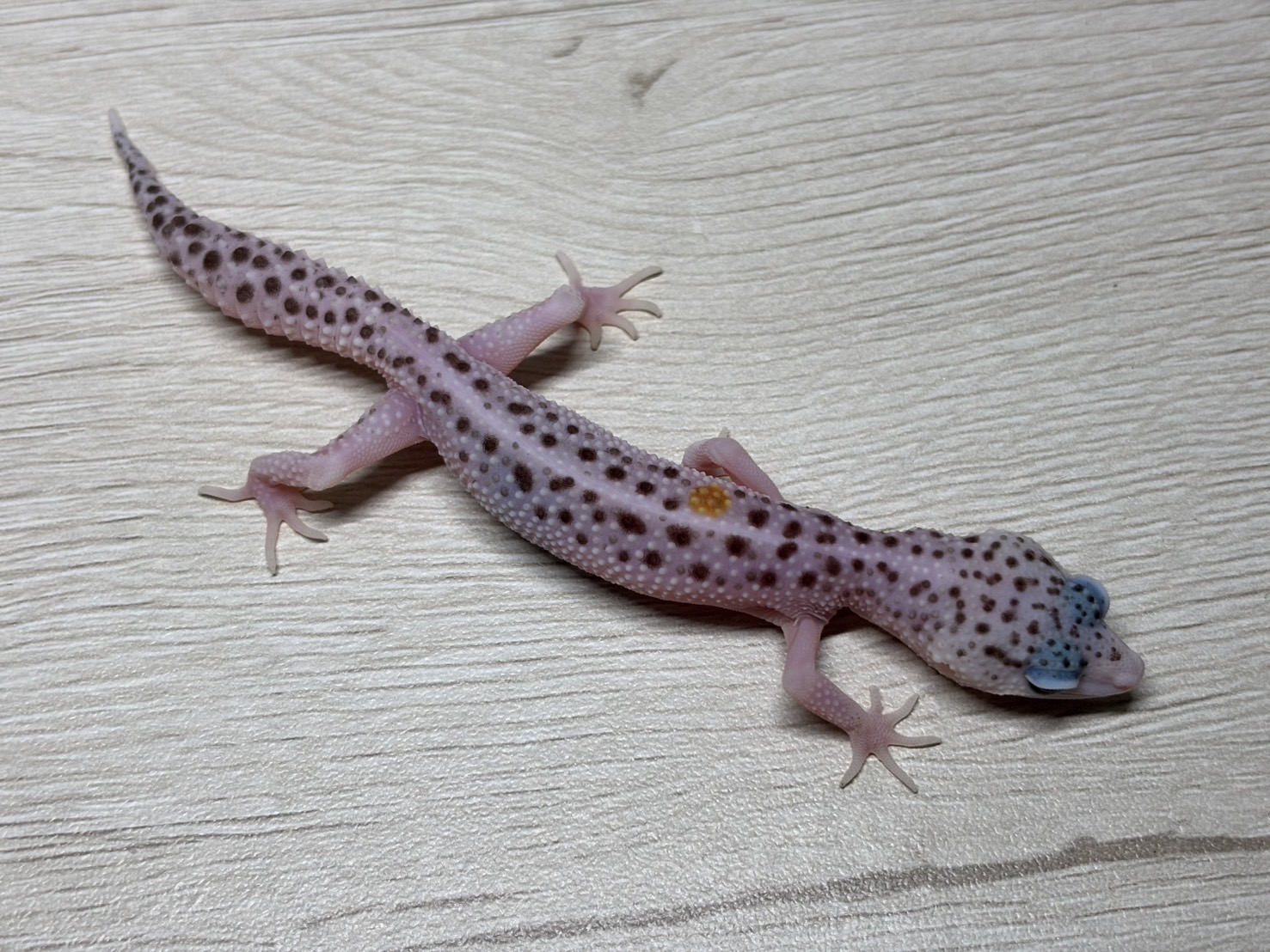 石焼 ヒョウ CANDLE 横浜店 on X: 