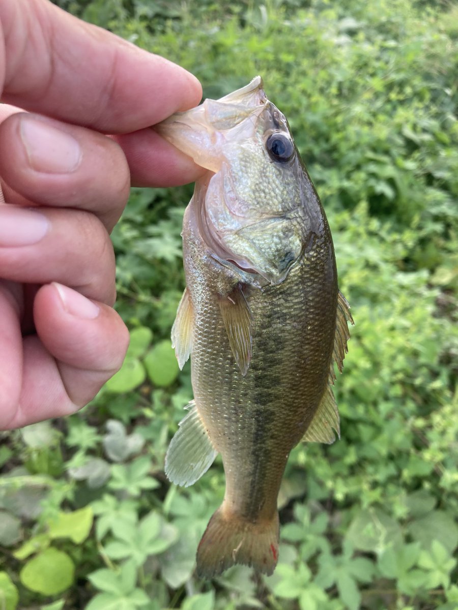 KK川  夕方短時間　水位は低いが程よい濁りでいい感じなのに…

急に気温が下がったせいか、バイトが遠い…散らばったかな？

2つで終了〜

以上！

#ヘビダン
#今年はおかしい
#今期615尾目