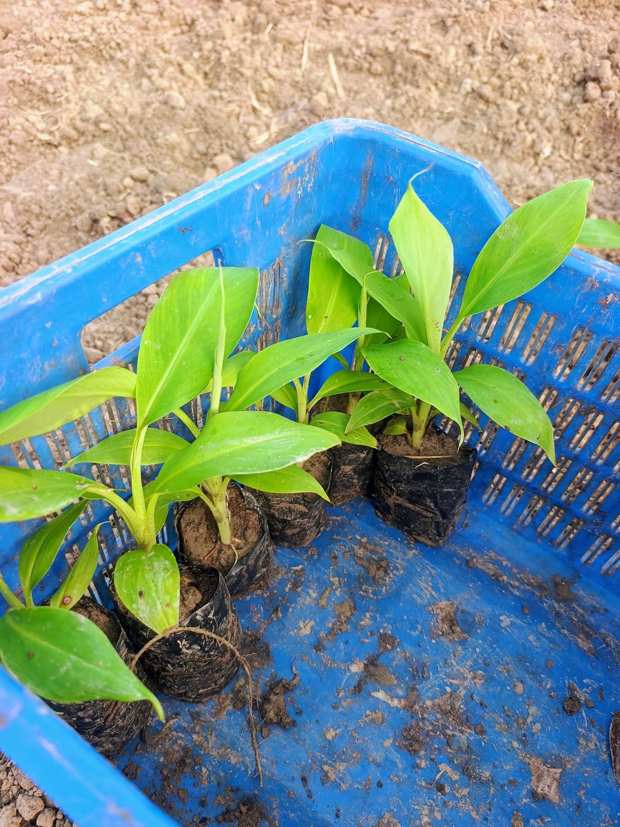 22ankitsingh's tweet photo. Banana Plantation done 🌳🌱 #NatureIsAwesome https://t.co/aW2FD3NUId