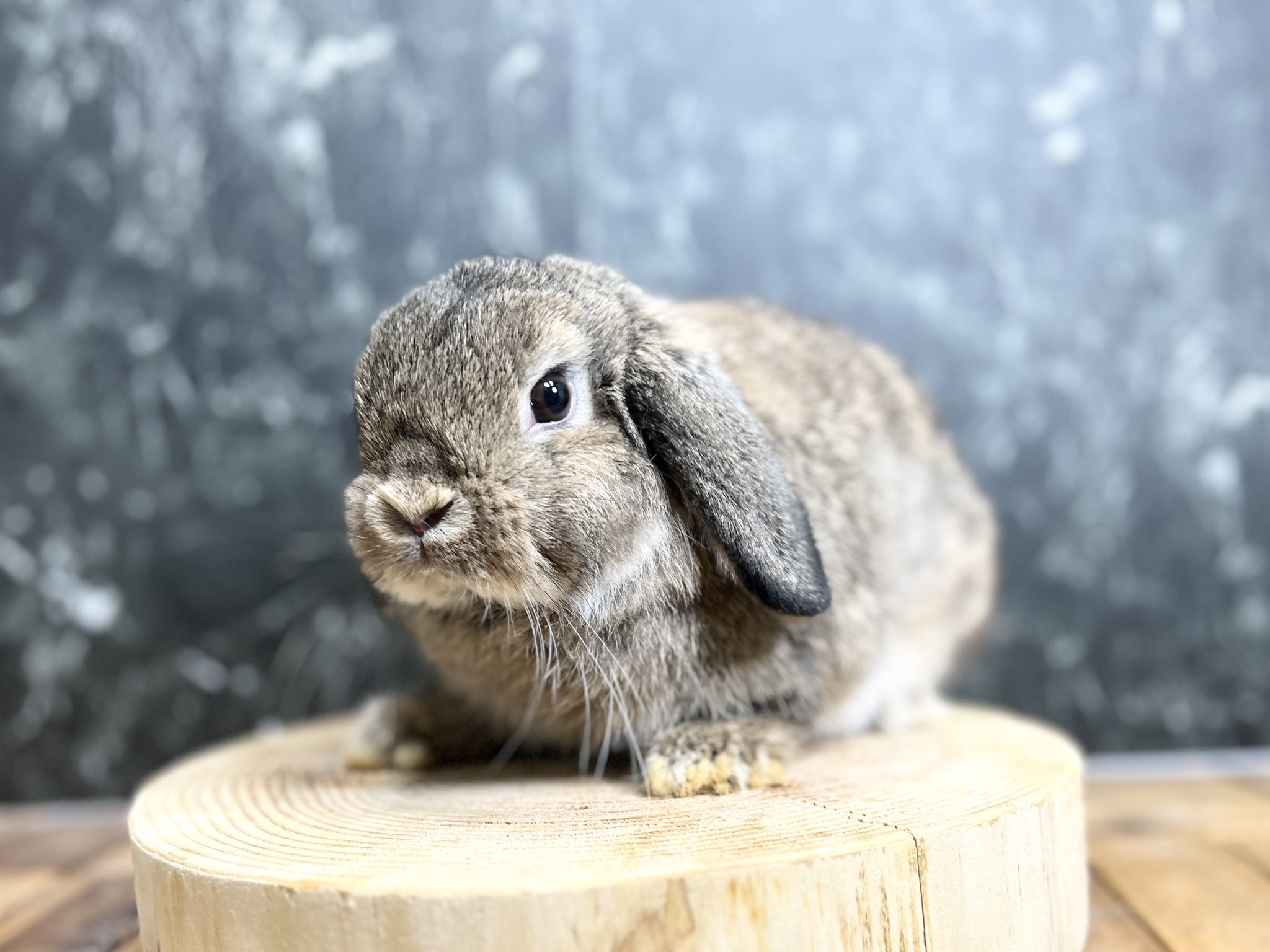 うさぎ専門店モンラパン🐰 on X: 