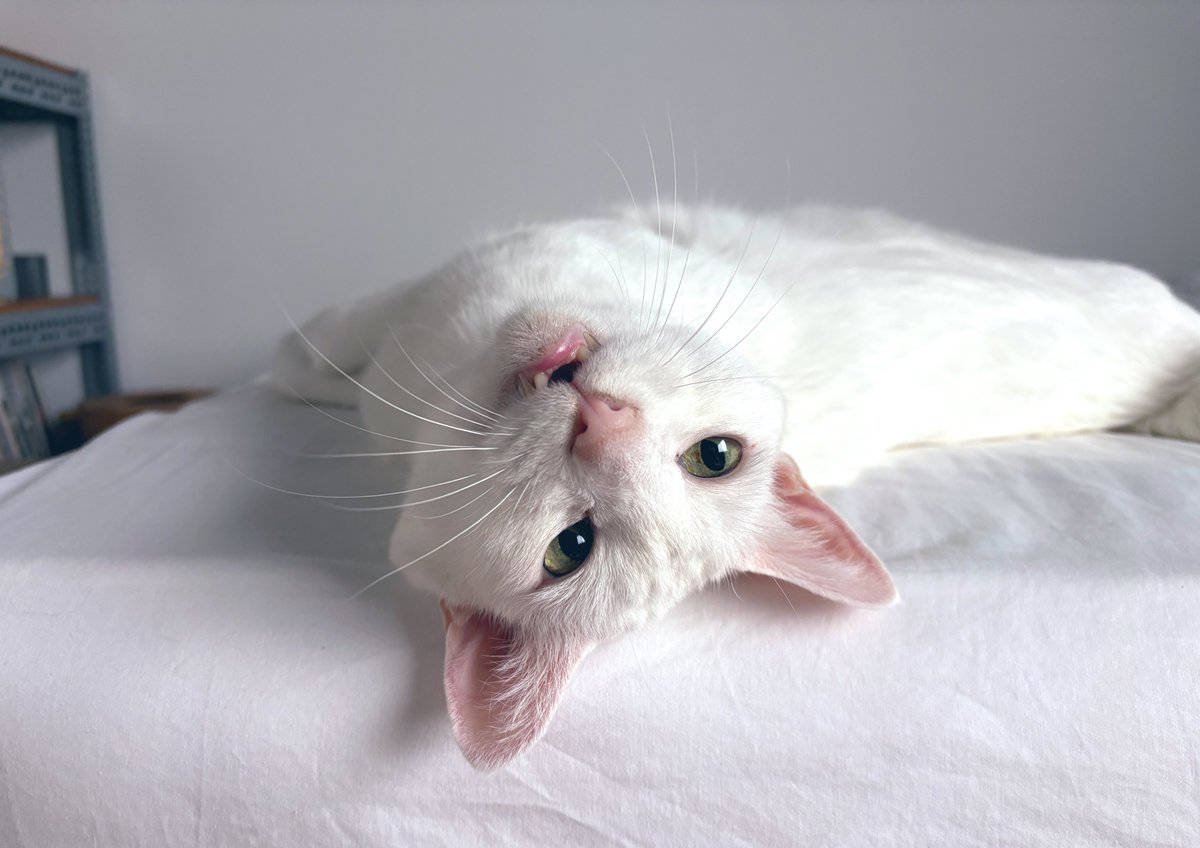* vintage animal ❀ グリーンの瞳の ふわふわミルキー 猫ちゃん 🐱 #世界猫の日