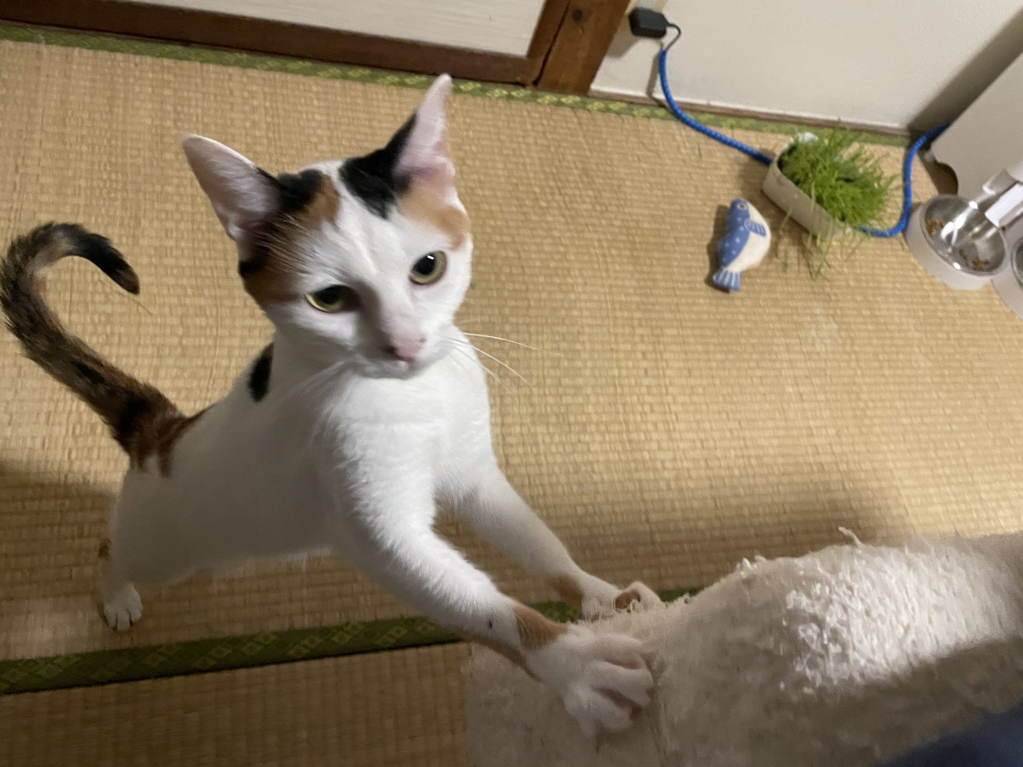 猫チキ！ にゃんちくだいすきくらぶ on X: 