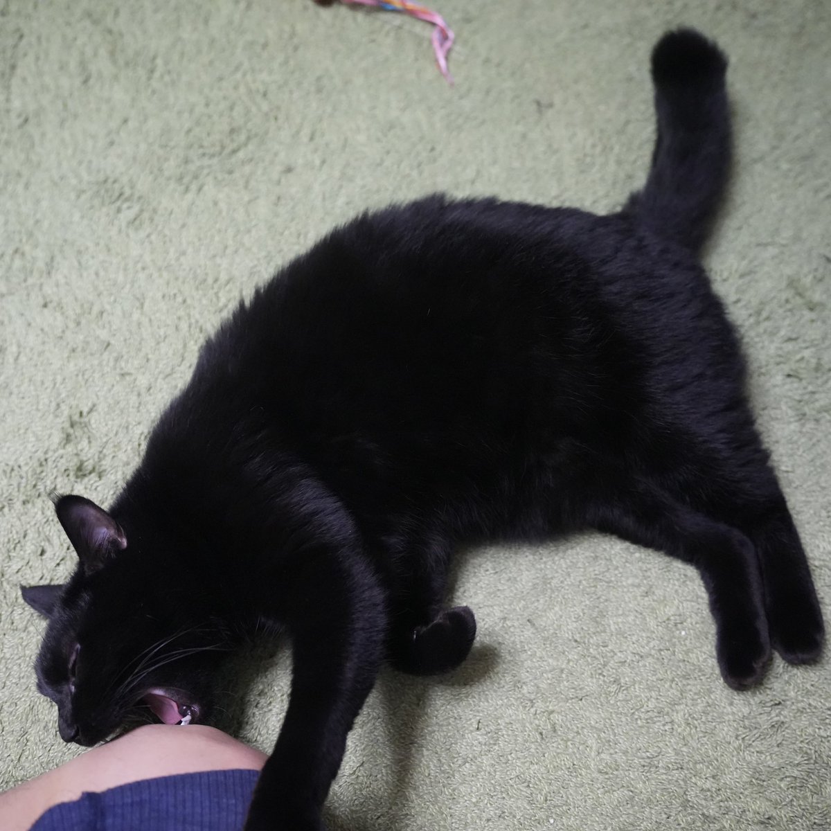 ジョン　ホワイト　キューピー黒猫かぶり 黒猫つくねちゃん太しっぽ (@oreo_blackcat): 