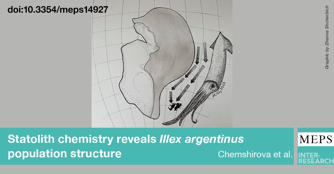 Marine Ecology Progress Series (MEPS) (@meps_ir) on Twitter photo 🦑 Illex argentinus, a key species in global squid fisheries, has distinct spawning groups revealed through statolith chemistry. Our research shows the need for international cooperation to manage this highly migratory species. #SquidScience #Fisheries 
bit.ly/meps_769_073 🦑 Illex argentinus, a key species in global squid fisheries, has distinct spawning groups revealed through statolith chemistry. Our research shows the need for international cooperation to manage this highly migratory species. #SquidScience #Fisheries 
bit.ly/meps_769_073