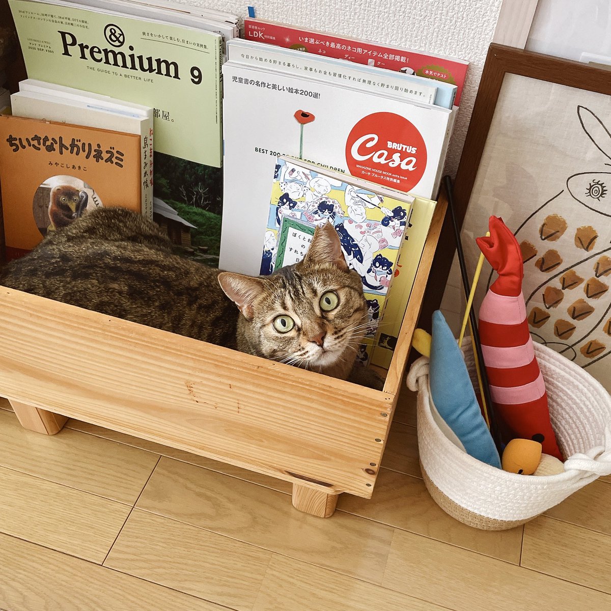 ハルが家族になって
半年が経ちました
うちの子になってくれてありがとう✨