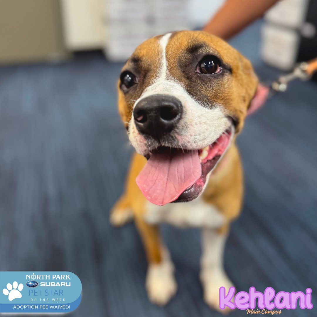 Meet Kehlani a 7m boxer mix. This little fighter has battled distemper and is ready to show just how strong and full of love she is. 💛 Kehlani loves giving kisses, sharing her big, happy smiles, and spreading joy everywhere she goes.
Thanks to our friends at NPS! 🐾