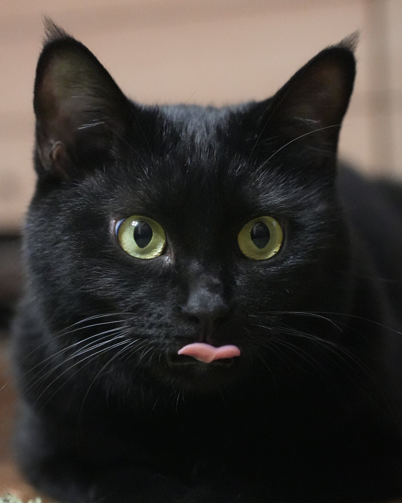 くろねこ＊ページ 今日は仲良し : しろねこくろねこ