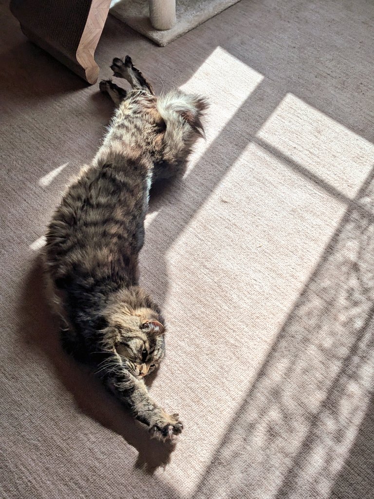 ねねこ ねねこ on X: 
