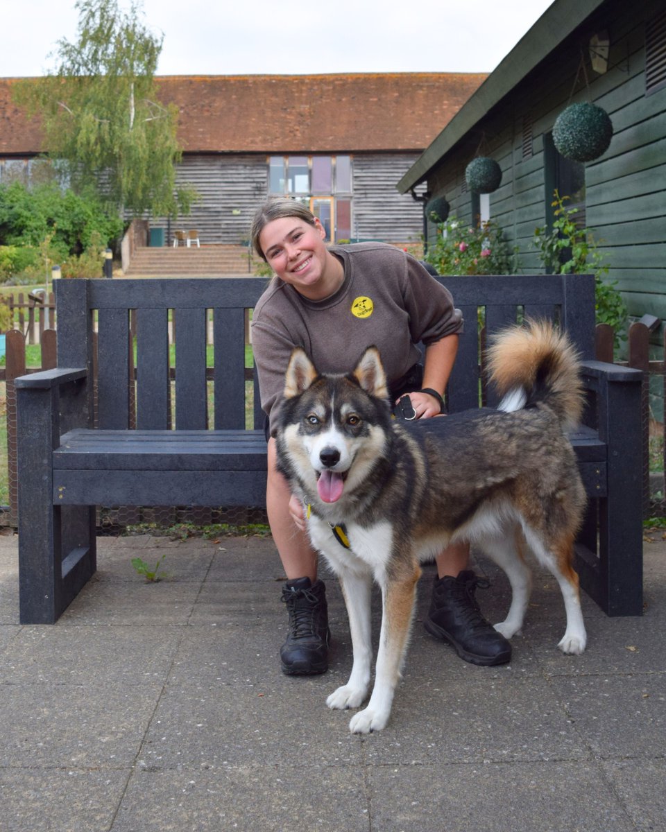 DogsTrust's tweet image. It’s #RecycleWeek! Shoutout to @PetsatHome for their generous donation of 11 benches made from recycled plastic to our rehoming centres 🤩 We think Milo and his bestie Rachael are doing a pawsome job and modelling one of them!