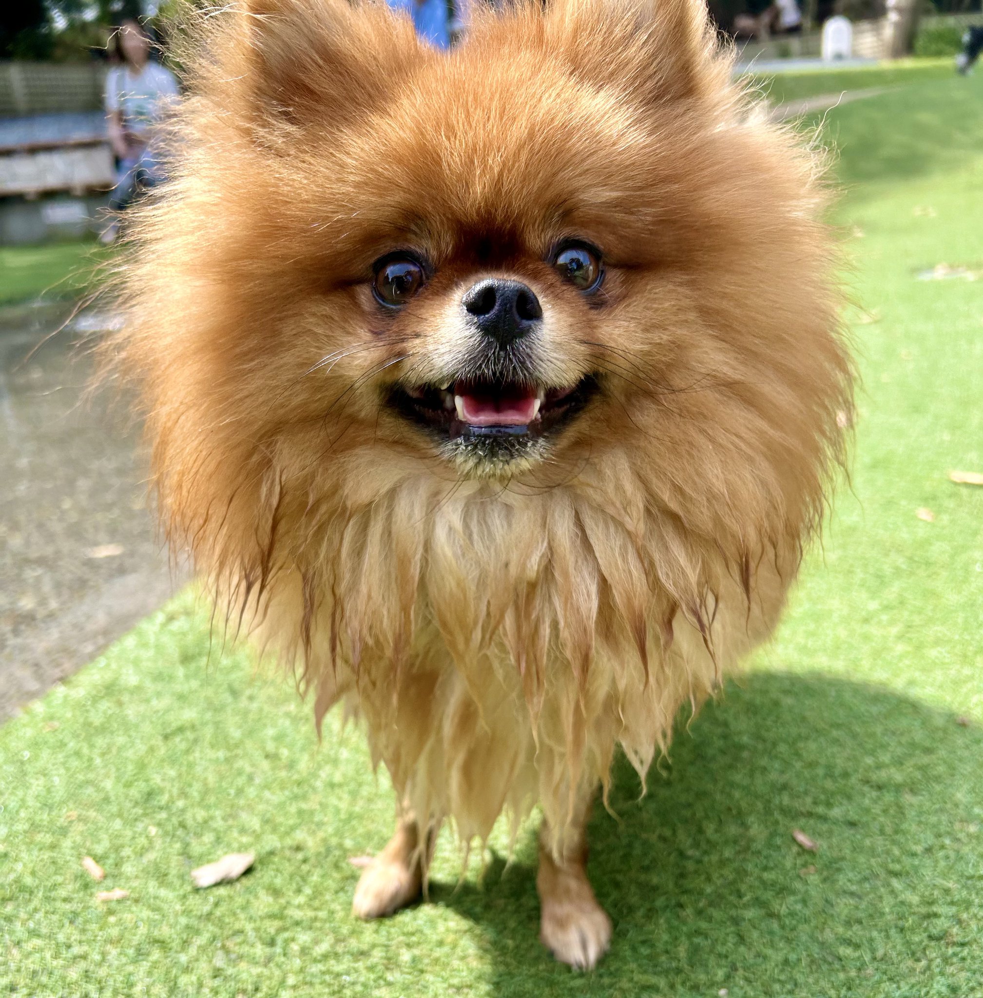 ⭐︎専用⭐︎ ポメラニアンの足様 mighty.little.lions🦁 on X: 