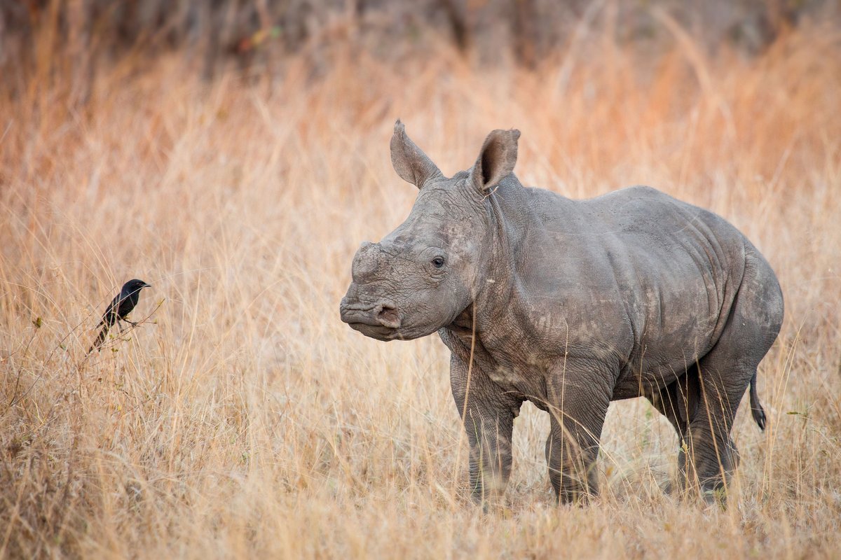 rhino - Search / X