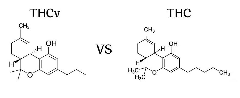 🧠 Study published in Cannabis and Cannabinoid Research suggests THCV may improve sustained attention and is well tolerated in healthy adults.

Promising early evidence for therapeutic uses in attention disorders.
liebertpub.com/doi/10.1089/ca…