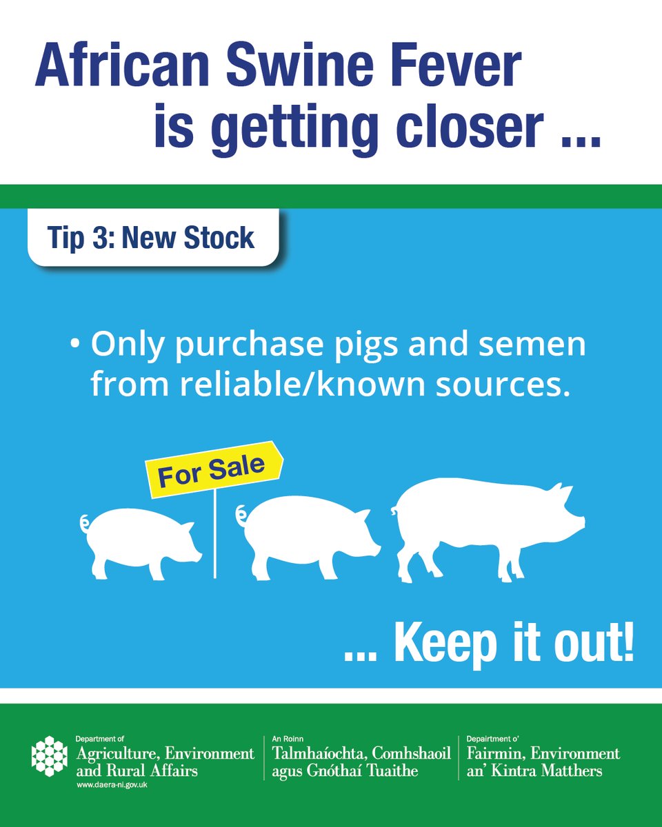 daera_ni's tweet photo. #AfricanSwineFever is getting closer…
🐖When purchasing pigs and semen, ensure it is from reliable/known sources.
🔗 For more information & guidance on ASF: https://t.co/RS0sq40cWr
#KeepItOut @nidirect https://t.co/hEvoVgDfAx