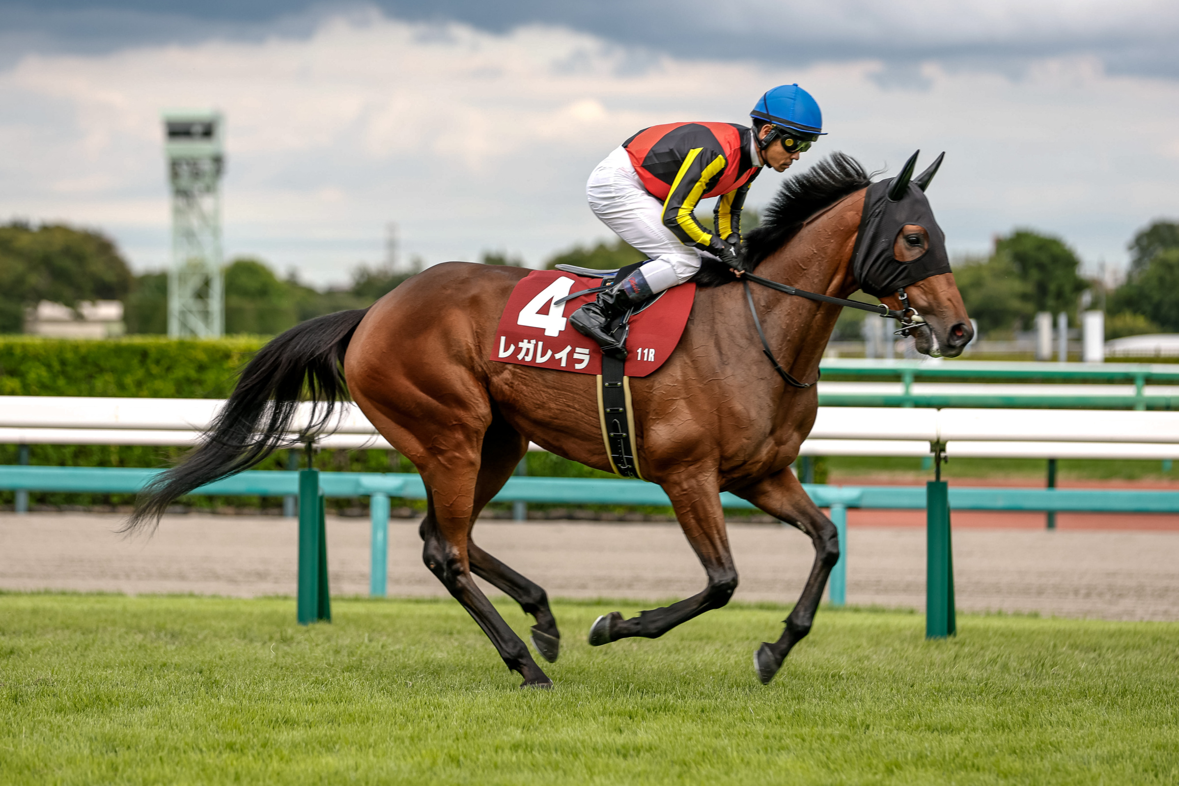競馬 THE LINK 絶対連動 発見！永遠に続くJRA馬番リンク netkeiba (@netkeiba) / X