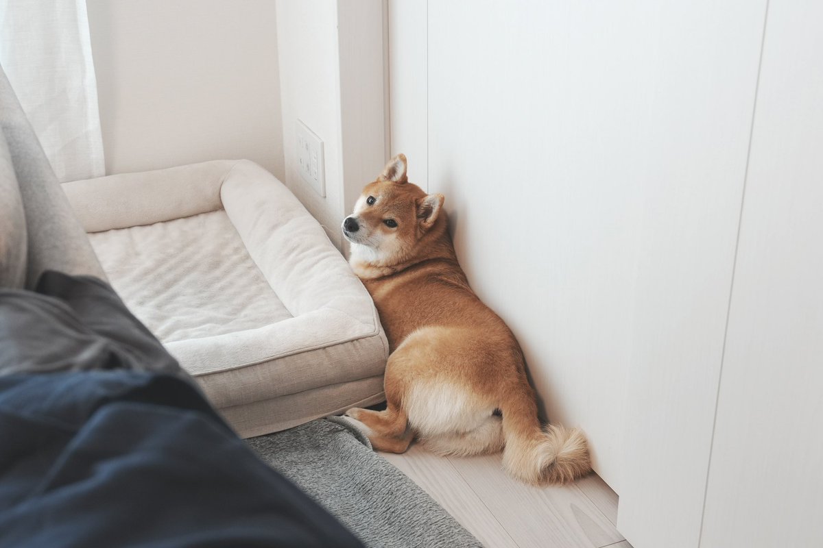 柴犬しばみ (@shibami_) / Posts / X