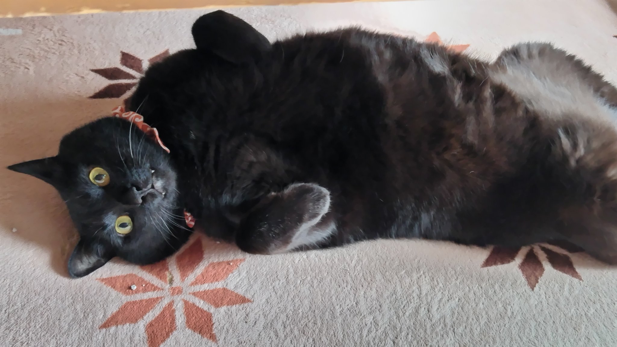 黒猫 スクラッチ ぬいぐるみ MS 内藤デザイン研究所 猫 ネコ 黒猫