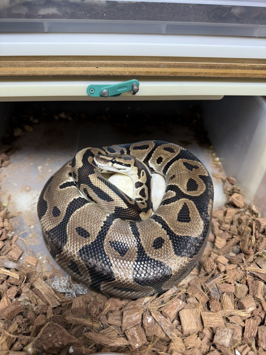 Python_regius44's tweet image. 久しぶりの検証クラッチ！