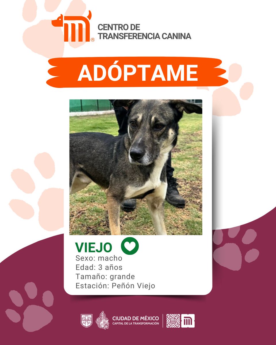 ¿Quieres conocer a Viejo? 🐶
 Es uno de los perritos que espera ser adoptado en el #CTCDelMetro. Es un macho muy cariñoso y tiene 3 años. Si deseas darle la oportunidad para que forme parte de tu familia consulta: bit.ly/41Z16Cd #AdoptaMetro #AUnMetroDeSuHogar 🏡 🐾