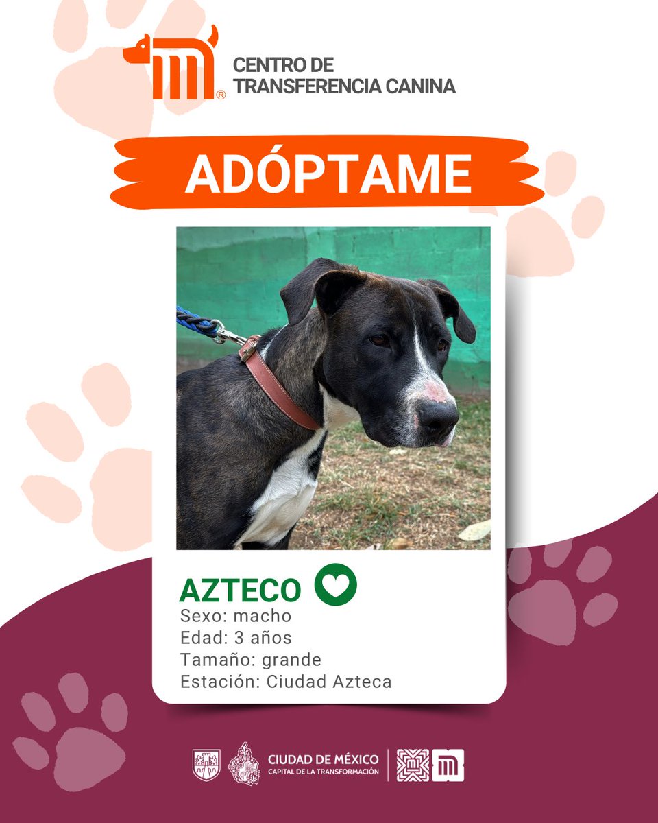 ¿Oye, ya conoces a Azteco? 🐾

Un peludo de tamaño grande que llegó al  #CTCDelMetro para encontrar una nueva y bonita familia; tiene 3 años, es amoroso y travieso. ¿Quieres adoptarlo y hacerlo muy feliz?, consulta: bit.ly/41Z16Cd #AdoptaMetro 🐶🏡