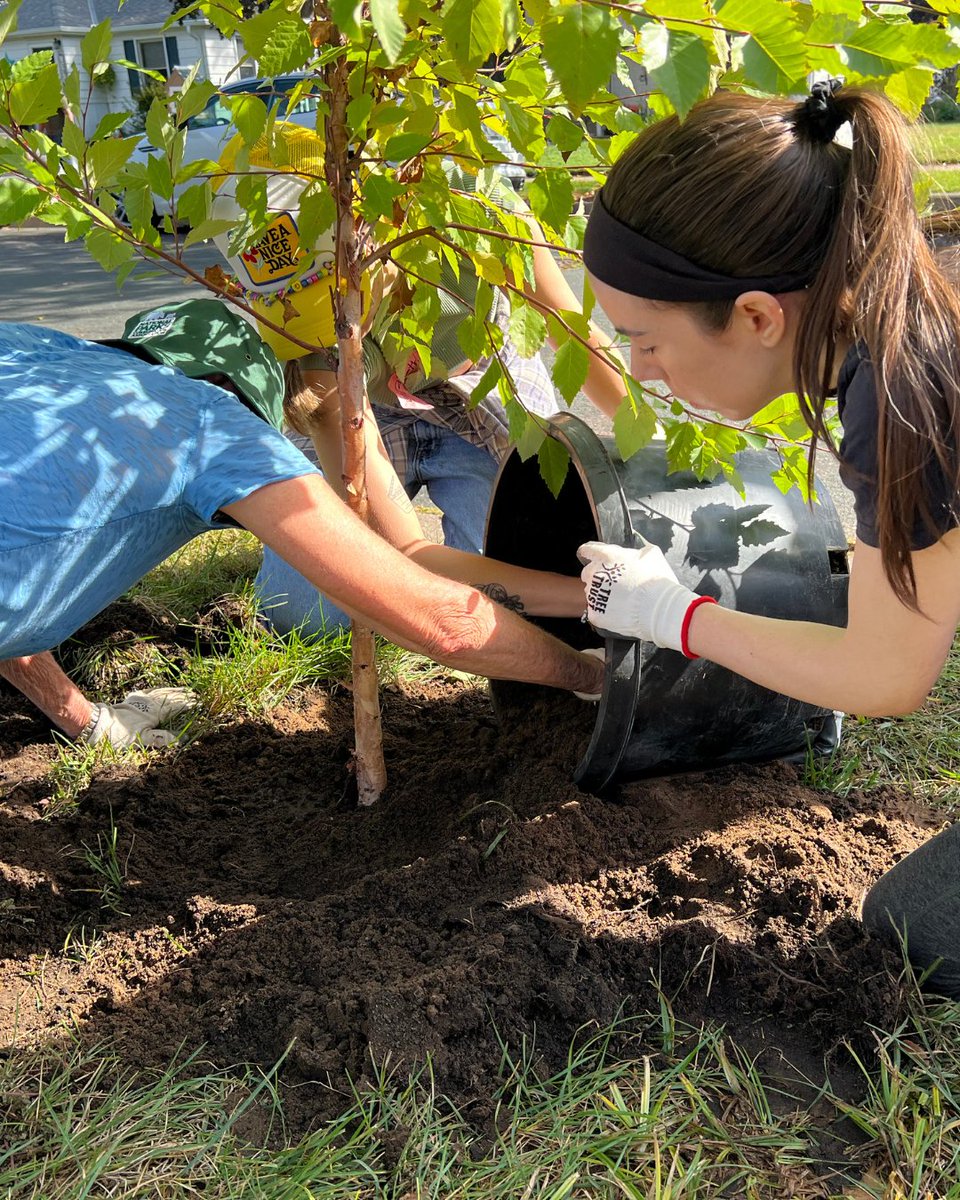 TreeTrust's tweet image. 🌳 Community + Volunteers + Trees = A greener South St. Paul!
When neighbors asked for more boulevard trees, volunteers answered 💪 Together, we planted a diverse mix to replace ash lost to EAB—bringing shade, beauty & resilience back to our streets.
Thank you, volunteers!