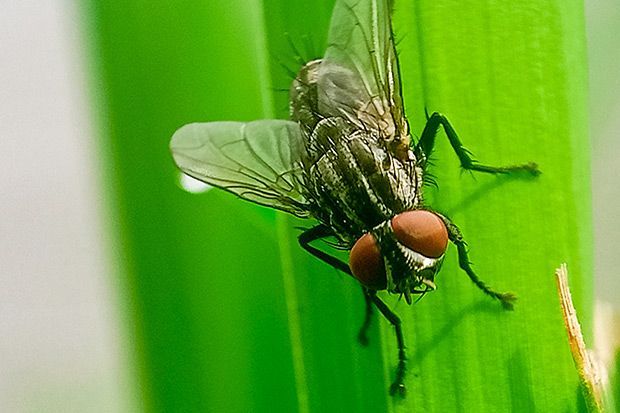 New World screwworm flies lay eggs in animal tissues, causing wounds &amp; often death. As part of multistate project on flies &amp; other livestock pests, scientists <a href="/txresearch/">Texas A&M AgriLife Research</a> &amp; <a href="/USDA_ARS/">Agricultural Research Service</a> are working to manage the pest &amp; minimize its impact: mrfimpacts.org/single-post/ma… 

<a href="/USDA_NIFA/">NIFA</a>
