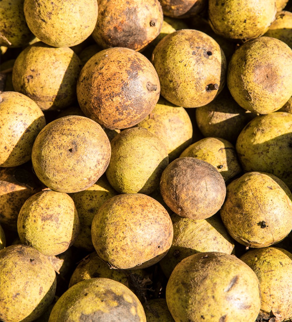 Today marks the #FirstDayofFall!  We can't wait for the annual Wild Black Walnut Harvest to start &amp; the many warm cozy flavors &amp; aromas of Black Walnut baked goods to fill the air.  This season is a wonderful time for #BlackWalnuts to shine!  

#harvesttime #fallequinox #fall