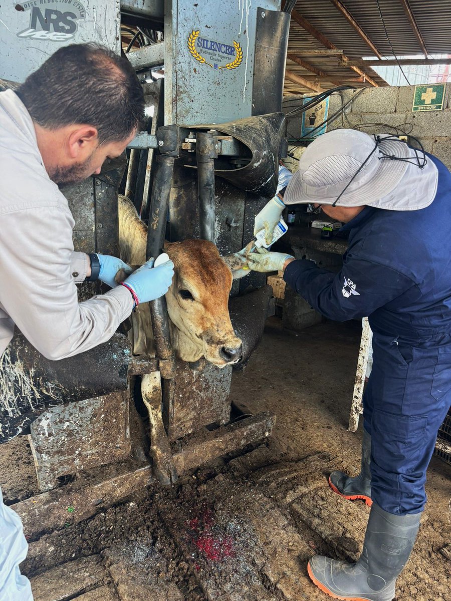 Agricultura_mex's tweet photo. Comunicado | Atiende AGRICULTURA de manera inmediata un caso de gusano barrenador del ganado en Nuevo León. Leer completo: https://t.co/Bu74JpPxQx 

* El Senasica lo detectó de conformidad con el protocolo de inspección de ganado en corrales autorizados
* Se revisaron los 100 animales que venían en el cargamento, solo uno estaba afectado por el GBG
* El secretario de Agricultura y Desarrollo Rural ha estado en comunicación con la secretaria de Agricultura de EUA, para informar sobre las medidas a adoptar. Éstas se basan en el Plan de Acción Conjunta convenido entre ambos países el pasado mes de agosto

La Secretaría de Agricultura y Desarrollo Rural (AGRICULTURA) informa que, el Servicio Nacional de Sanidad, Inocuidad y Calidad Agroalimentaria (Senasica) interceptó en Nuevo León, un animal con gusano barrenador del ganado (GBG), el cual fue atendido de manera inmediata a fin de evitar que se presente un brote en esa entidad.

Desde la confirmación –el pasado 21 de septiembre–, el secretario de Agricultura y Desarrollo Rural, Julio Berdegué, habló por teléfono con la secretaria del Departamento de Agricultura de Estados Unidos, Brooke Rollins. El secretario Berdegué compartió la información del caso y de las medidas adoptadas en forma inmediata por parte de AGRICULTURA, las cuales se basan en el Plan de Acción Conjunta suscrito por ambos países el 15 de agosto pasado. 

El Senasica resalta que el caso fue detectado a tiempo y explicó que las larvas se encontraban en una fase temprana, lo que implica que no hay posibilidad de aparición de la mosca, lo cual minimiza el riesgo de dispersión del GBG en la zona libre. Además, el sistema de trampas establecido en toda la zona Norte de México, no ha detectado una sola mosca de GBG.

Como parte de protocolo, personal técnico de Senasica y de la Comisión México-Estados Unidos para la Prevención de la Fiebre Aftosa y otras Enfermedades Exóticas de los Animales (CPA), del Gobierno del Estado y del Comité de Fomento y Protección Pecuaria de Nuevo León, revisó minuciosamente a todo el cargamento,  que provenía de Minatitlán, Veracruz, y que constaba de 100 animales, para detectar heridas y gusaneras. Sólo uno presentó la infección (miasis), fue curado por personal del Senasica y todo el ganado fue tratado con Ivermectina, para prevenir cualquier riesgo.

México ha establecido el protocolo de identificación y comunicación en las engordas aprobadas del norte del país para detectar y eliminar casos de manera inmediata para prevenir cualquier incidencia.