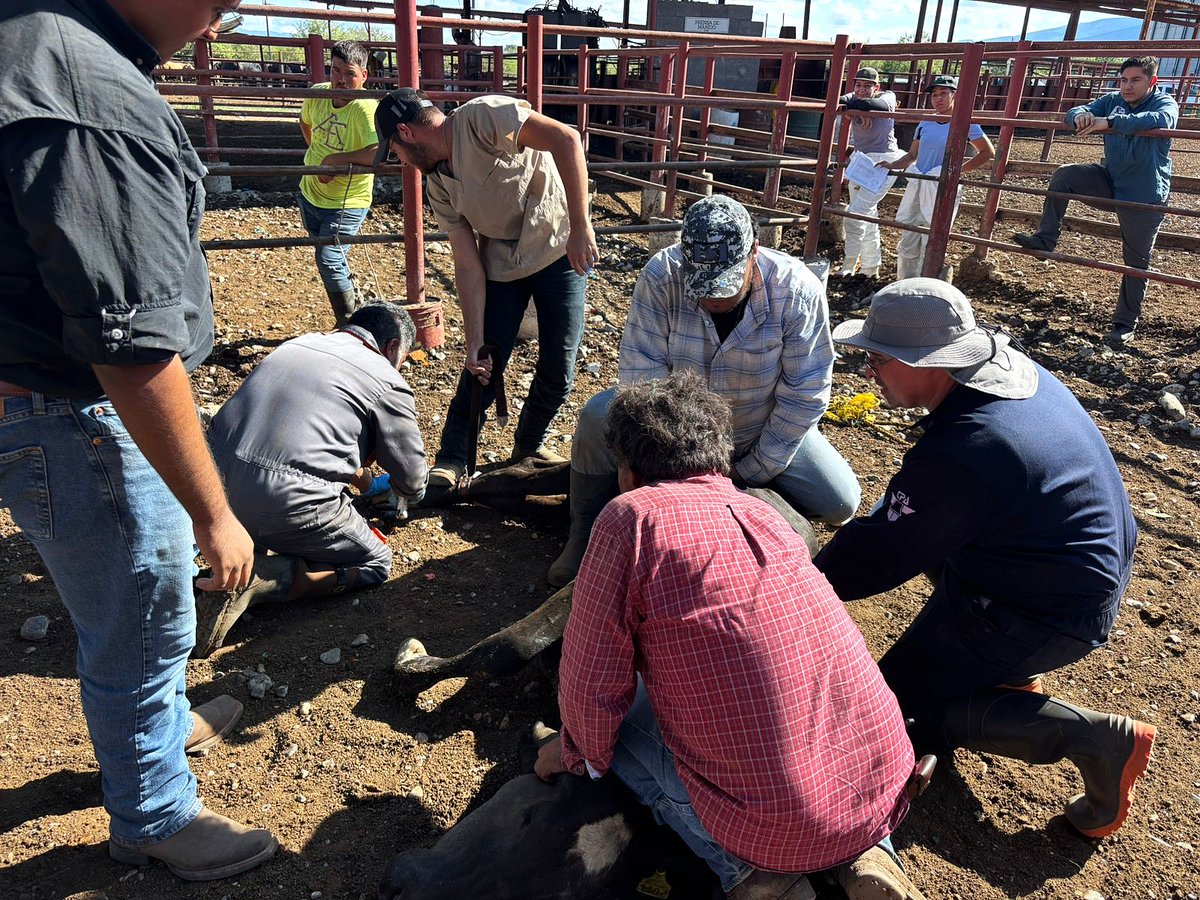 Agricultura_mex's tweet photo. Comunicado | Atiende AGRICULTURA de manera inmediata un caso de gusano barrenador del ganado en Nuevo León. Leer completo: https://t.co/Bu74JpPxQx 

* El Senasica lo detectó de conformidad con el protocolo de inspección de ganado en corrales autorizados
* Se revisaron los 100 animales que venían en el cargamento, solo uno estaba afectado por el GBG
* El secretario de Agricultura y Desarrollo Rural ha estado en comunicación con la secretaria de Agricultura de EUA, para informar sobre las medidas a adoptar. Éstas se basan en el Plan de Acción Conjunta convenido entre ambos países el pasado mes de agosto

La Secretaría de Agricultura y Desarrollo Rural (AGRICULTURA) informa que, el Servicio Nacional de Sanidad, Inocuidad y Calidad Agroalimentaria (Senasica) interceptó en Nuevo León, un animal con gusano barrenador del ganado (GBG), el cual fue atendido de manera inmediata a fin de evitar que se presente un brote en esa entidad.

Desde la confirmación –el pasado 21 de septiembre–, el secretario de Agricultura y Desarrollo Rural, Julio Berdegué, habló por teléfono con la secretaria del Departamento de Agricultura de Estados Unidos, Brooke Rollins. El secretario Berdegué compartió la información del caso y de las medidas adoptadas en forma inmediata por parte de AGRICULTURA, las cuales se basan en el Plan de Acción Conjunta suscrito por ambos países el 15 de agosto pasado. 

El Senasica resalta que el caso fue detectado a tiempo y explicó que las larvas se encontraban en una fase temprana, lo que implica que no hay posibilidad de aparición de la mosca, lo cual minimiza el riesgo de dispersión del GBG en la zona libre. Además, el sistema de trampas establecido en toda la zona Norte de México, no ha detectado una sola mosca de GBG.

Como parte de protocolo, personal técnico de Senasica y de la Comisión México-Estados Unidos para la Prevención de la Fiebre Aftosa y otras Enfermedades Exóticas de los Animales (CPA), del Gobierno del Estado y del Comité de Fomento y Protección Pecuaria de Nuevo León, revisó minuciosamente a todo el cargamento,  que provenía de Minatitlán, Veracruz, y que constaba de 100 animales, para detectar heridas y gusaneras. Sólo uno presentó la infección (miasis), fue curado por personal del Senasica y todo el ganado fue tratado con Ivermectina, para prevenir cualquier riesgo.

México ha establecido el protocolo de identificación y comunicación en las engordas aprobadas del norte del país para detectar y eliminar casos de manera inmediata para prevenir cualquier incidencia.