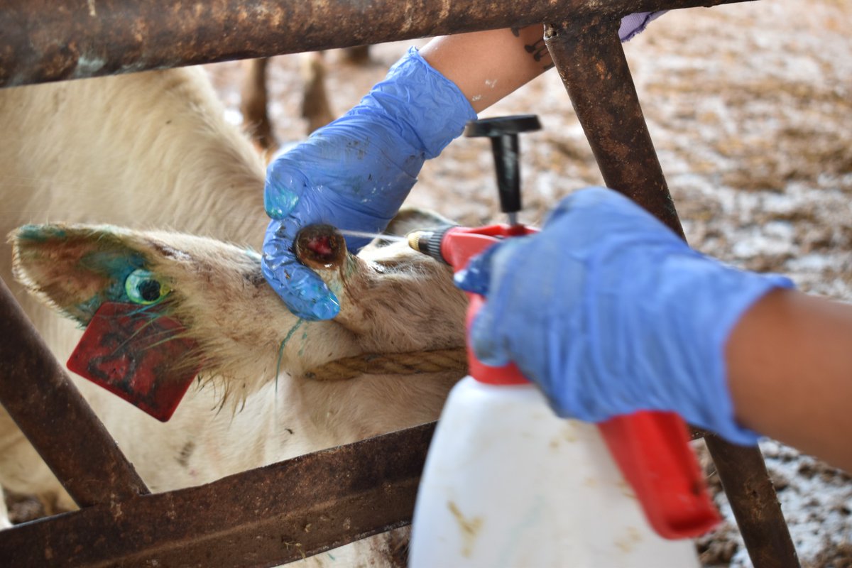 Agricultura_mex's tweet photo. Comunicado | Atiende AGRICULTURA de manera inmediata un caso de gusano barrenador del ganado en Nuevo León. Leer completo: https://t.co/Bu74JpPxQx 

* El Senasica lo detectó de conformidad con el protocolo de inspección de ganado en corrales autorizados
* Se revisaron los 100 animales que venían en el cargamento, solo uno estaba afectado por el GBG
* El secretario de Agricultura y Desarrollo Rural ha estado en comunicación con la secretaria de Agricultura de EUA, para informar sobre las medidas a adoptar. Éstas se basan en el Plan de Acción Conjunta convenido entre ambos países el pasado mes de agosto

La Secretaría de Agricultura y Desarrollo Rural (AGRICULTURA) informa que, el Servicio Nacional de Sanidad, Inocuidad y Calidad Agroalimentaria (Senasica) interceptó en Nuevo León, un animal con gusano barrenador del ganado (GBG), el cual fue atendido de manera inmediata a fin de evitar que se presente un brote en esa entidad.

Desde la confirmación –el pasado 21 de septiembre–, el secretario de Agricultura y Desarrollo Rural, Julio Berdegué, habló por teléfono con la secretaria del Departamento de Agricultura de Estados Unidos, Brooke Rollins. El secretario Berdegué compartió la información del caso y de las medidas adoptadas en forma inmediata por parte de AGRICULTURA, las cuales se basan en el Plan de Acción Conjunta suscrito por ambos países el 15 de agosto pasado. 

El Senasica resalta que el caso fue detectado a tiempo y explicó que las larvas se encontraban en una fase temprana, lo que implica que no hay posibilidad de aparición de la mosca, lo cual minimiza el riesgo de dispersión del GBG en la zona libre. Además, el sistema de trampas establecido en toda la zona Norte de México, no ha detectado una sola mosca de GBG.

Como parte de protocolo, personal técnico de Senasica y de la Comisión México-Estados Unidos para la Prevención de la Fiebre Aftosa y otras Enfermedades Exóticas de los Animales (CPA), del Gobierno del Estado y del Comité de Fomento y Protección Pecuaria de Nuevo León, revisó minuciosamente a todo el cargamento,  que provenía de Minatitlán, Veracruz, y que constaba de 100 animales, para detectar heridas y gusaneras. Sólo uno presentó la infección (miasis), fue curado por personal del Senasica y todo el ganado fue tratado con Ivermectina, para prevenir cualquier riesgo.

México ha establecido el protocolo de identificación y comunicación en las engordas aprobadas del norte del país para detectar y eliminar casos de manera inmediata para prevenir cualquier incidencia.