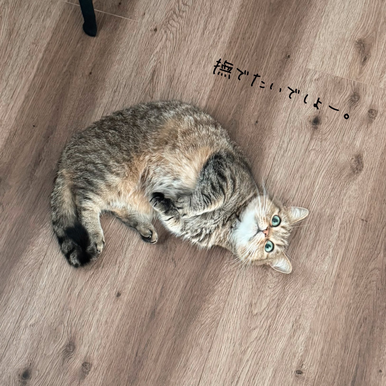 きなこ❣️ きなこ@なぽれおん (@KinakoNeko_mxp) / X