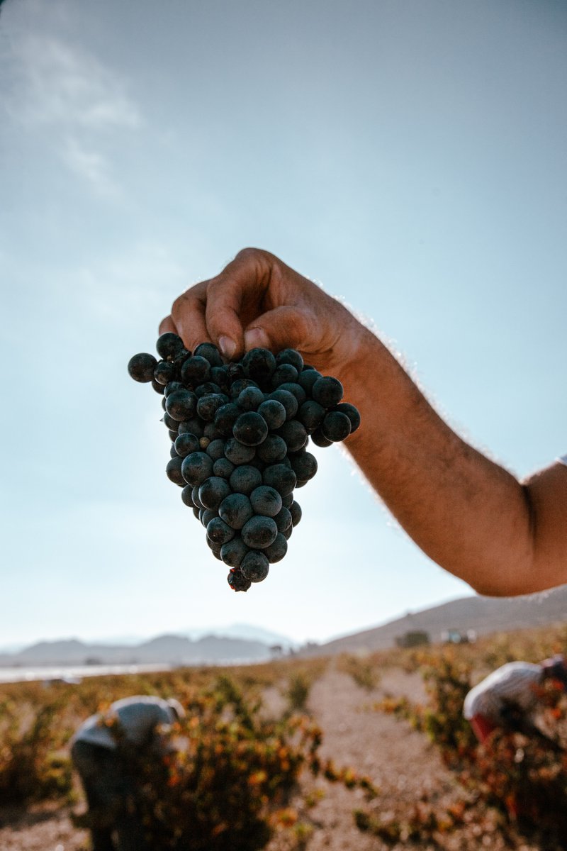 No todos los años son fáciles en el campo.
Pero nuestra Monastrell, una vez más, ha estado a la altura.

#Carchelo #SierradelCarche #Jumilla
