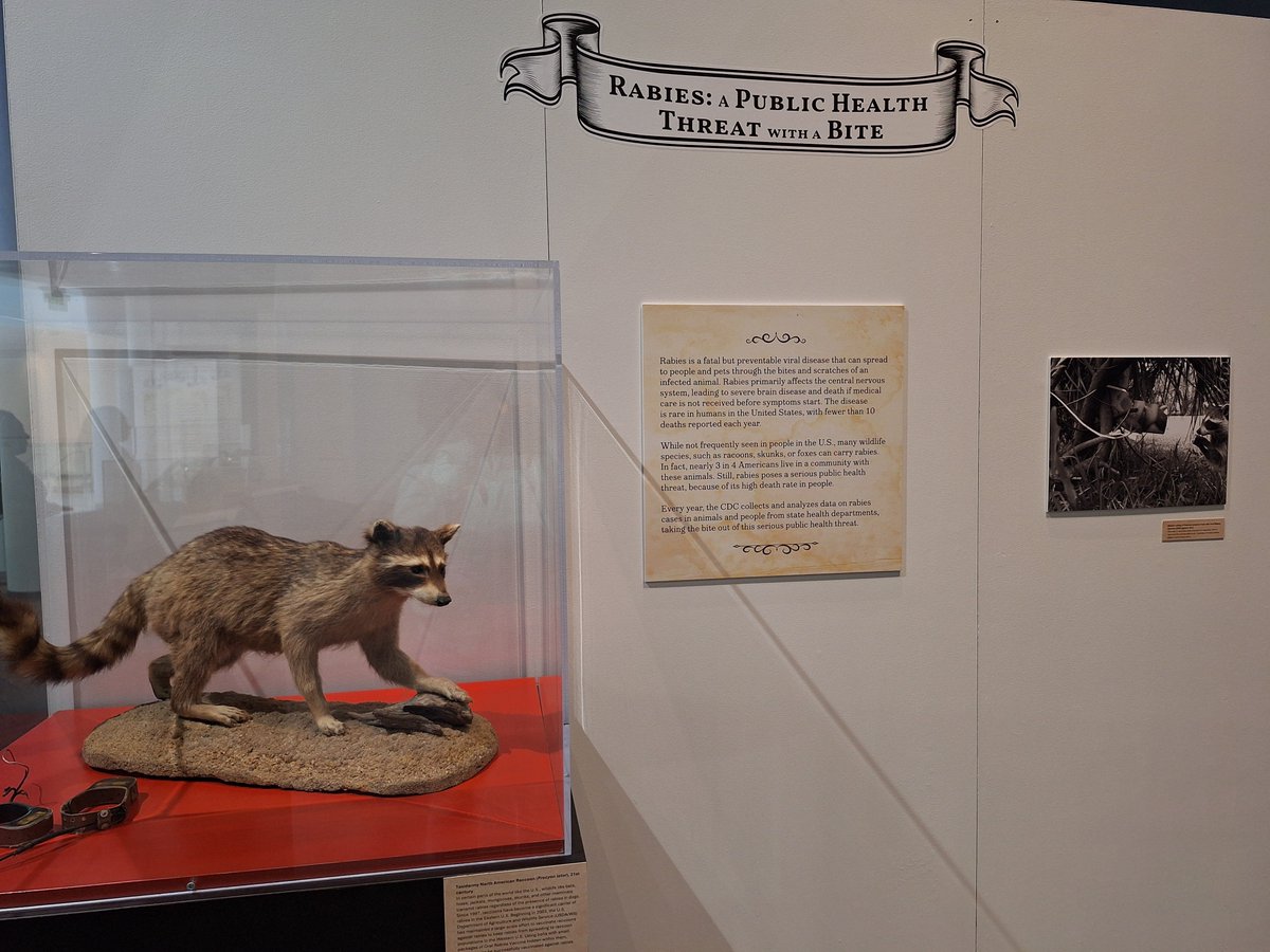 CDC_NCEZID's tweet image. #MuseumMondayWithNCEZID Rabies is a fatal but preventable disease. It spreads through the bites & scratches of an infected animal. People who have had contact with a rabid animal should urgently seek medical care. See CDC's exhibit on Rabies. Learn more: bit.ly/4ldPrWS