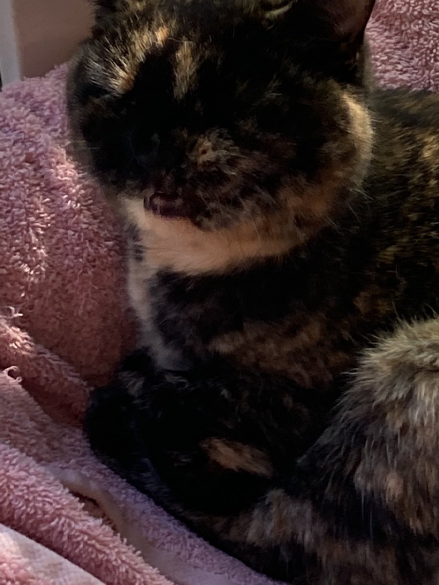 AsclepiasSyrica's tweet photo. Sophie wants you to help them https://t.co/YsK6qIoLCn
