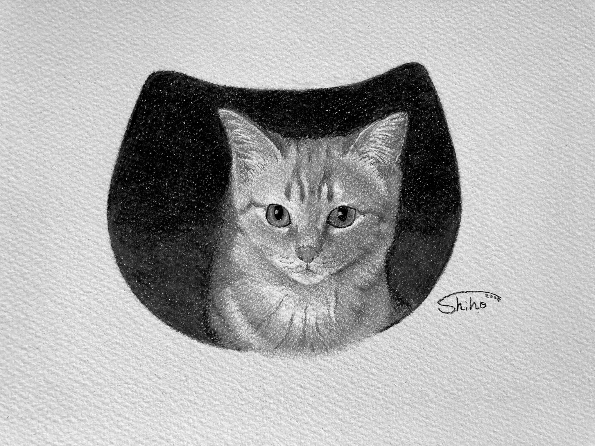 色鉛筆画 A5キジシロ ☆モア☆ shiho(色鉛筆画) (@shiho1366597) / X