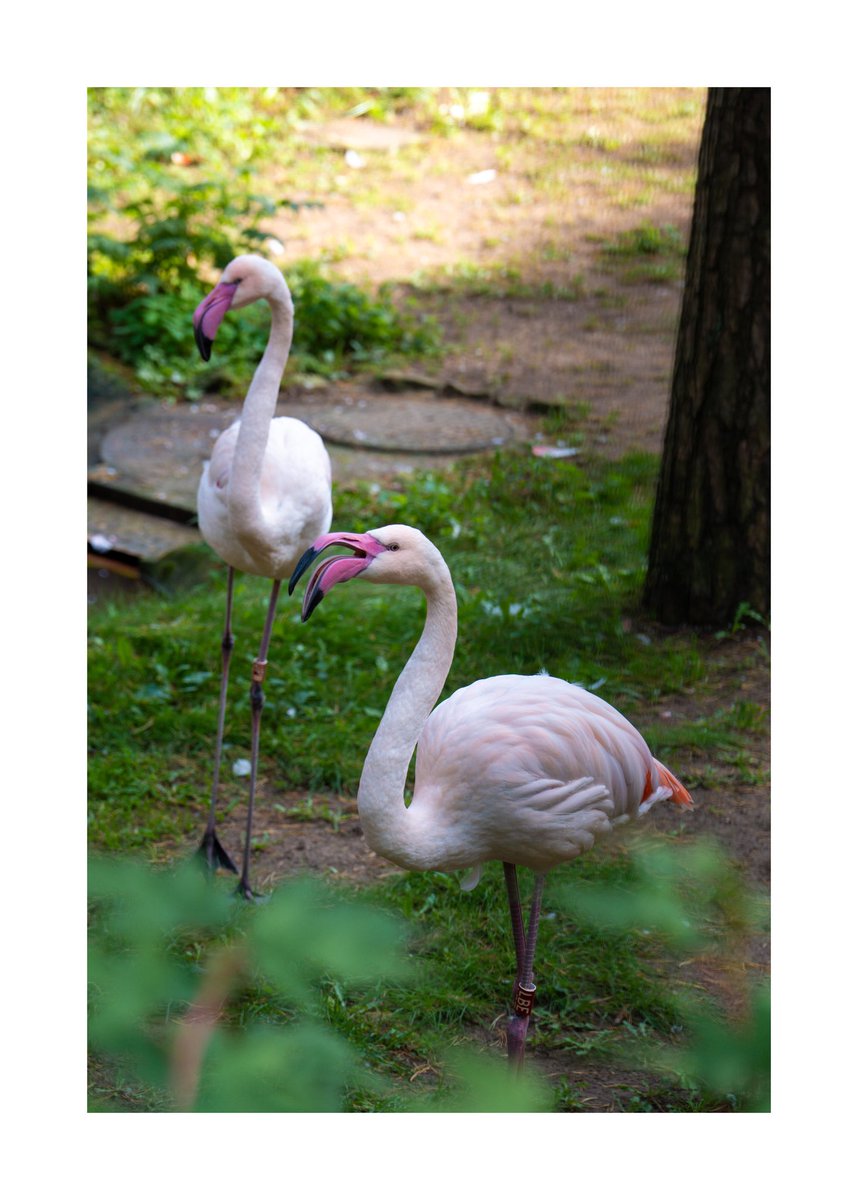 Labu laiku nebija būts <a href="/RigasZoodarzs/">Rīga ZOO</a>, bija interesanti un izskatās, ka pēc pāris gadiem būs vēl interesantāk, kad atvērsies jaunā zona, kura pašlaik, kā saprotu ir tapšanas stadijā.