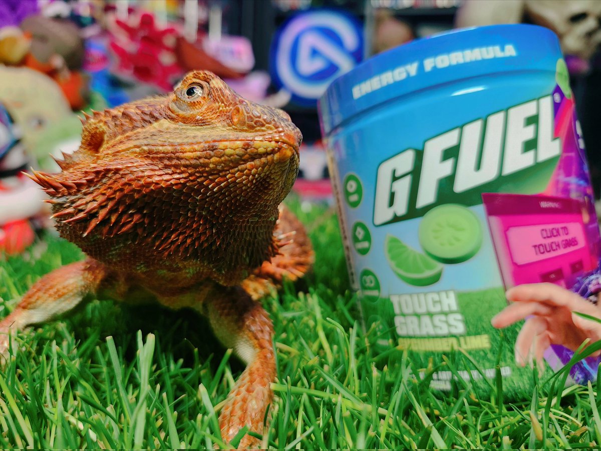 ImDreamWarrior's tweet image. Did @GFuelEnergy and @FreshPatch send me grass to touch? Yes, they did! 🌱

We all gotta get out and touch grass sometimes and be ENERGIZED while doing it! ⚡️

Zuko really liked it, too! 🦎💚

THANK YOU, GFUEL, AND FRESH PATCH! ⚡️🌱

#GFUEL #GFUELpartner #freshpatch