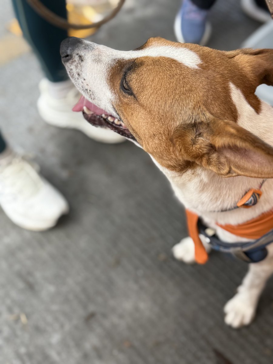 PetWorld_app's tweet photo. Violeta busca una familia 🐶💚

📍MTY 

Para mayor información mandar mensaje al instagram @prodanmty 

#perros #nuevoleon https://t.co/RIGEfp7I8g